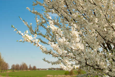 Blackthornの写真素材