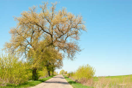 Spring roadの写真素材