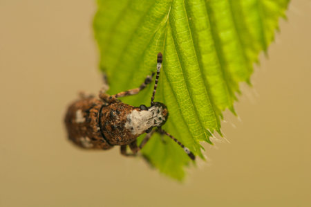Platystomos albinus