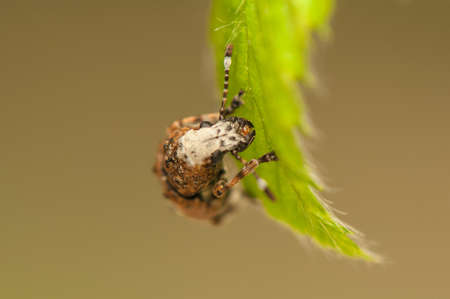 Platystomos albinusの写真素材