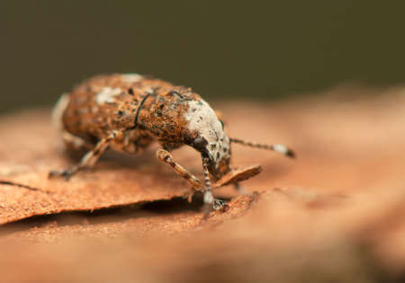 Platystomos albinusの写真素材