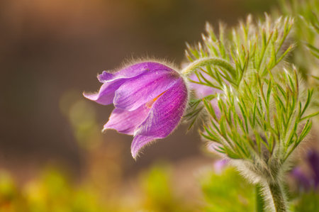 Pasque-flower
