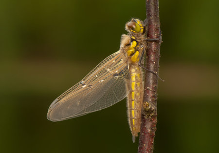 Libellula quadrimaculata