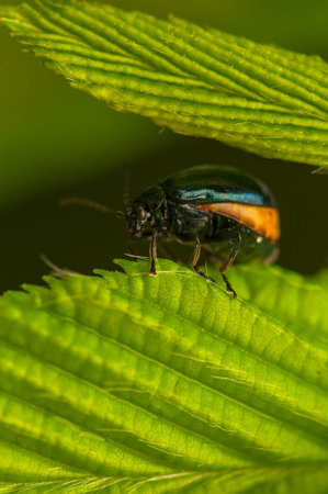 Agelastica alni