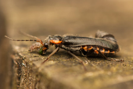 Cantharis fusca