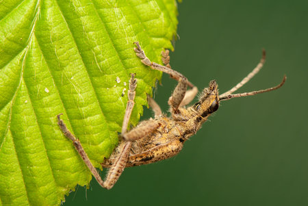 Rhagium inquisitor
