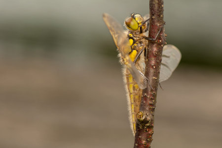 Libellula quadrimaculata