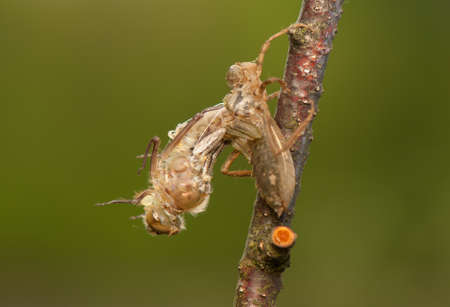 Libellula quadrimaculataの写真素材