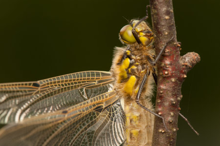 Libellula quadrimaculata
