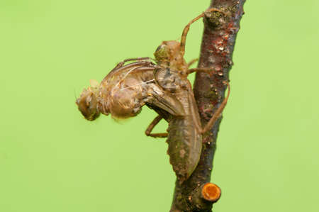 Libellula quadrimaculataの写真素材