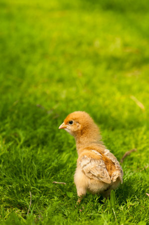 Chickenの写真素材