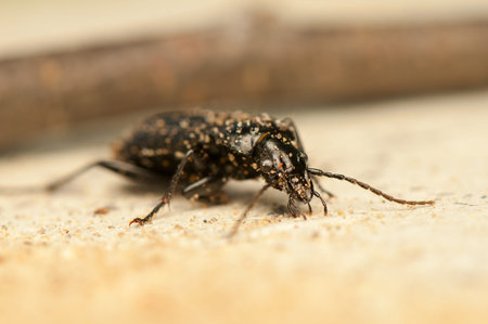 Pterostichus niger