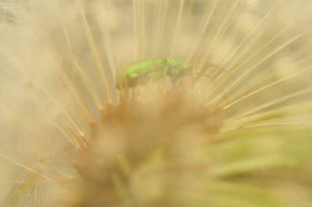 Dandelionの写真素材