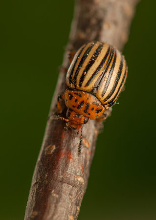 Rootworm