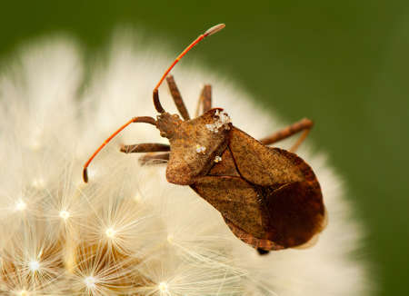 Coreus marginatusの写真素材