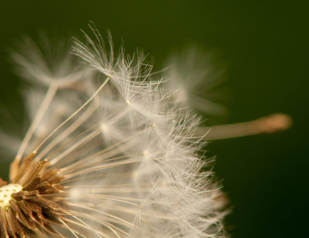 Dandelion