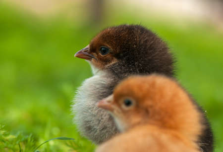 Chickの写真素材