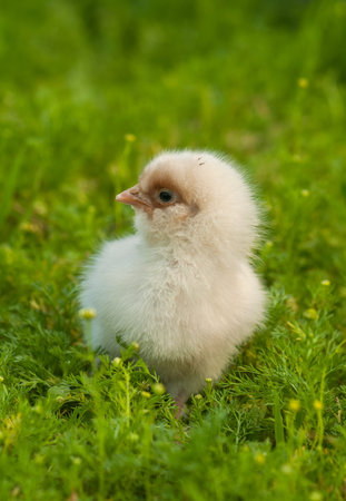 Chickの写真素材