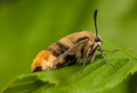 Hemaris Tityusの写真素材