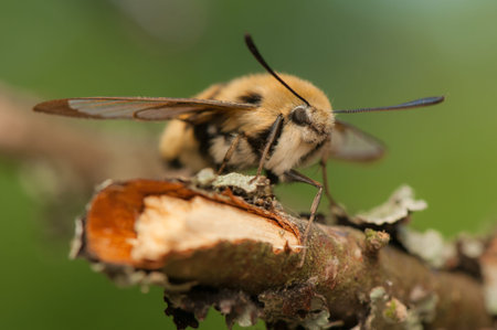 Hemaris Tityus