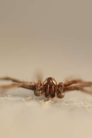 Pisaura mirabilisの写真素材