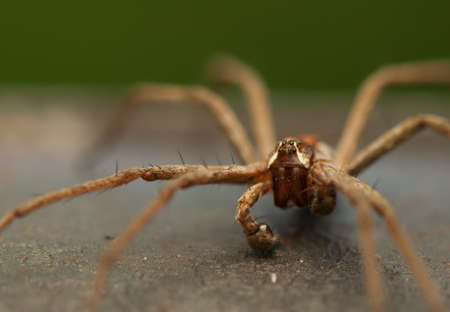 Pisaura mirabilisの写真素材