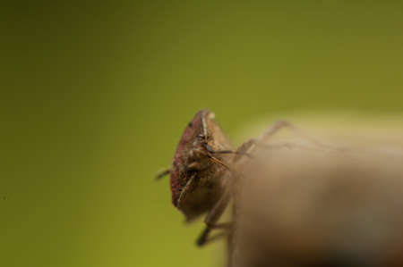 Dolycoris baccarumの写真素材