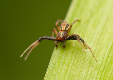 Xysticusの写真素材