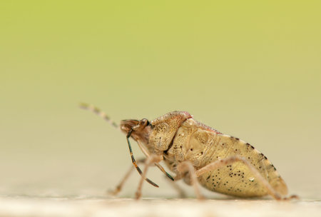 Dolycoris baccarumの写真素材