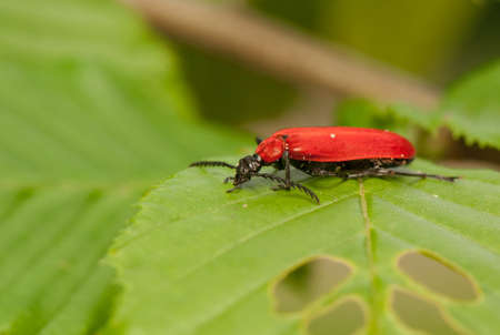 Pyrochroa coccineaの写真素材