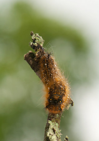 Euthrix potatoria