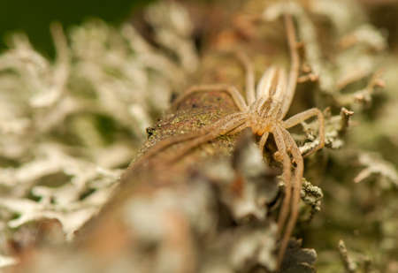 Tibellus oblongusの写真素材