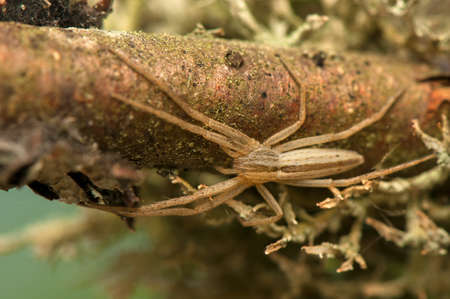 Tibellus oblongusの写真素材