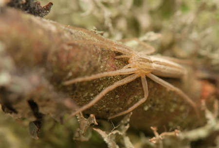 Tibellus oblongusの写真素材