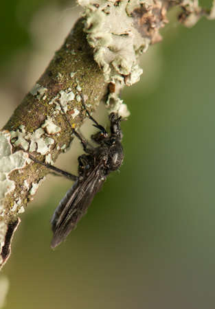 Bibioの写真素材