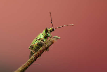 Phyllobiusの写真素材