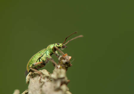 Phyllobiusの写真素材