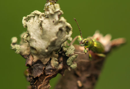 Phyllobiusの写真素材