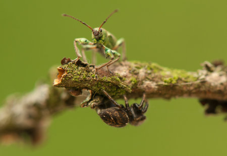 Phyllobius and jumping spider