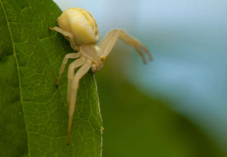 Misumena vatiaの写真素材