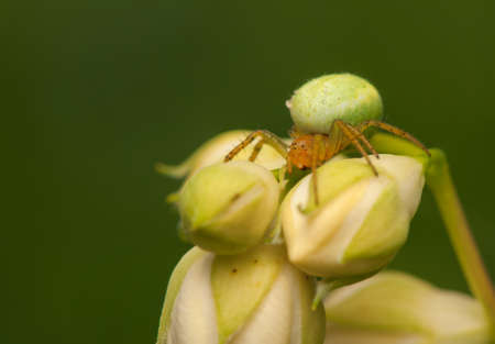 Araniella cucurbitinaの写真素材