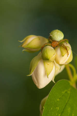 Araniella cucurbitinaの写真素材