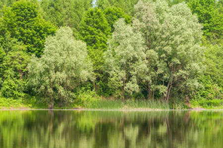 Lake and willowの写真素材