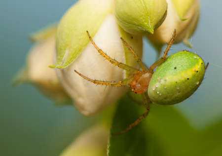 Araniella cucurbitinaの写真素材
