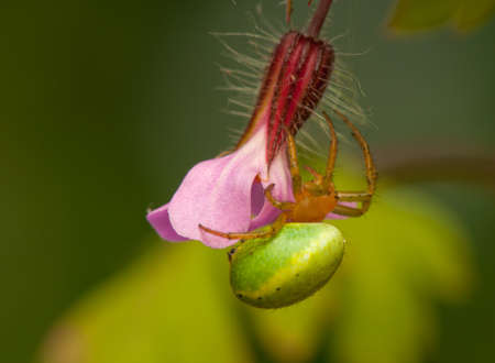 Araniella cucurbitinaの写真素材