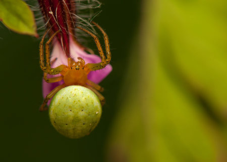 Araniella cucurbitina