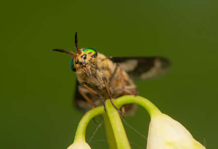 Chrysopsの写真素材