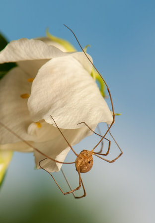 Opiliones