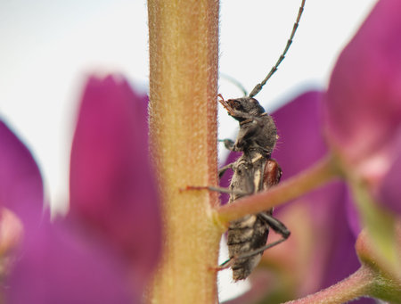 Anaglyptus mysticus