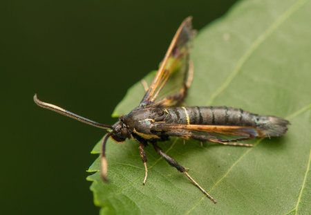 Synanthedon spheciformis